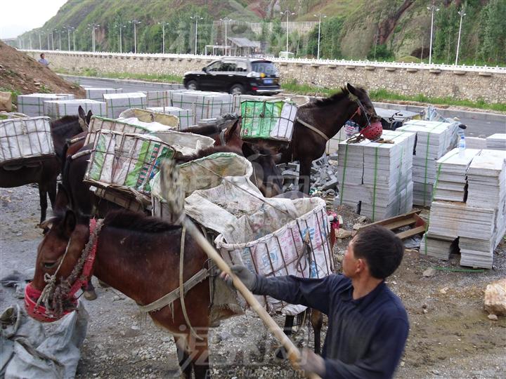 騾馬運輸隊