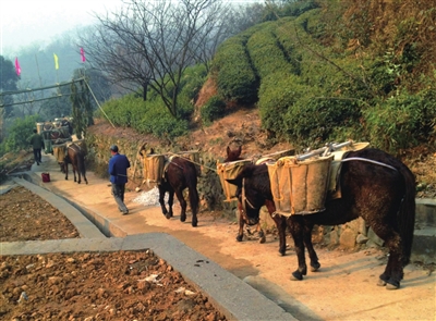 山區(qū)騾馬運(yùn)輸隊(duì)